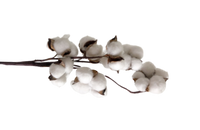 Cotton